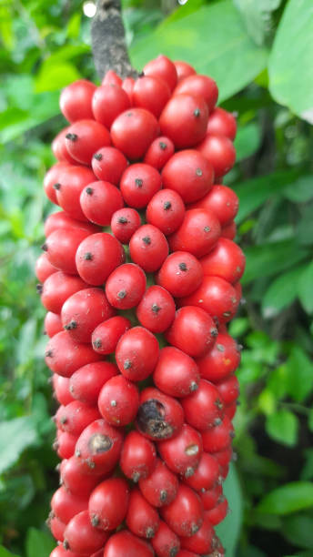 istock Side view closeup from Arum italicum subsp. canarienses ripe with red berries 1273904512