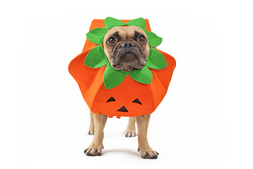Perro Bulldog francés vestido con divertido traje de Halloween calabaza photo