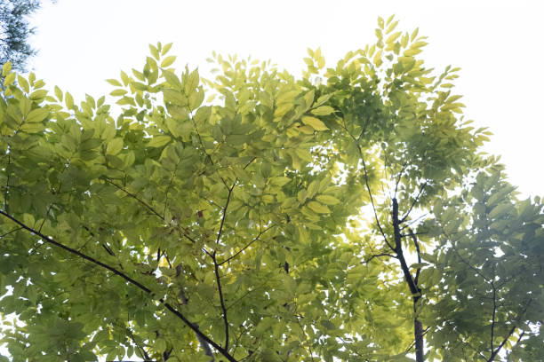 Yellow leaf background stock photo