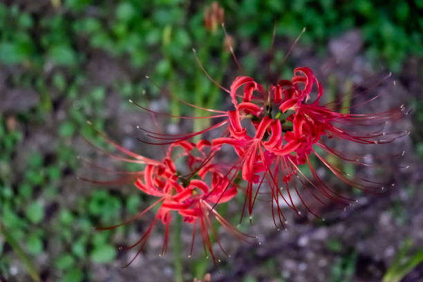Red flower in the garden stock photo