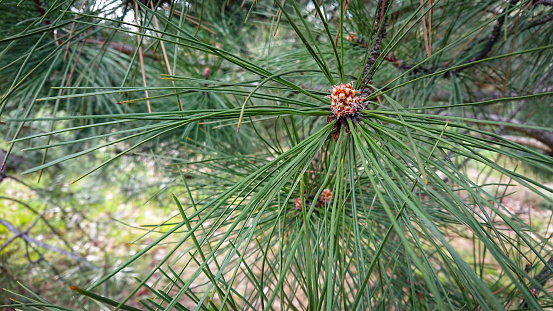 Closeup Photo Pinus Pinaster, Commonly Known As The Maritime Pine Or Cluster Pine, Is A Pine Native To The Mediterranean Region.