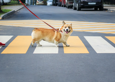 small Corgi dog crosses the paved road on pedestrian traffic in the city