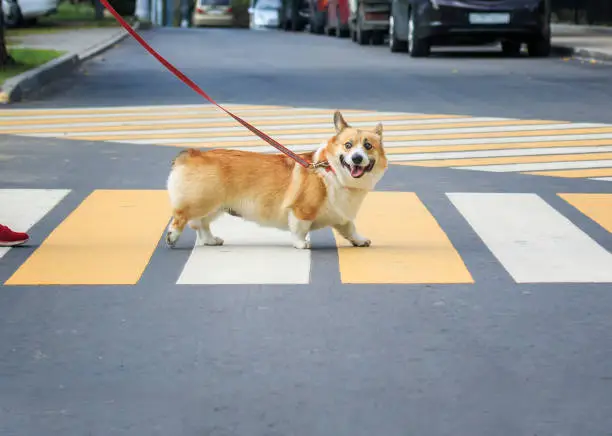 Photo of small beautiful Corgi dog crosses an asphalt road on leash on a pedestrian crosswalk in the city