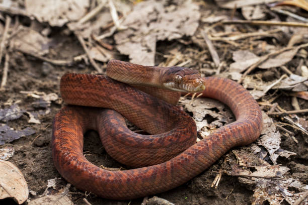 istock a baby amethystine python (morelia amethistina) Large snake in family Pythonidae, found in Indonesia, Papua New Guinea and Australia 1273908110