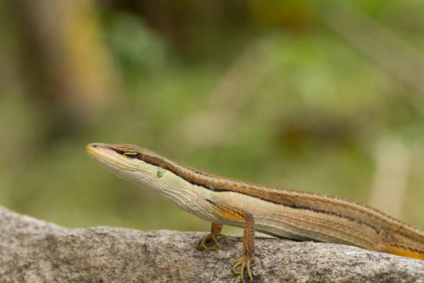 istock Asian grass lizard, six-striped long-tailed lizard, or long-tailed grass lizard (Takydromus sexlineatus) 1273909555