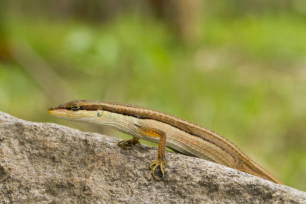 istock Asian grass lizard, six-striped long-tailed lizard, or long-tailed grass lizard (Takydromus sexlineatus) 1273909602