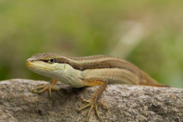 Asian grass lizard, six-striped long-tailed lizard, or long-tailed grass lizard (Takydromus sexlineatus) Asian grass lizard, six-striped long-tailed lizard, or long-tailed grass lizard (Takydromus sexlineatus) long tailed lizard stock pictures, royalty-free photos & images