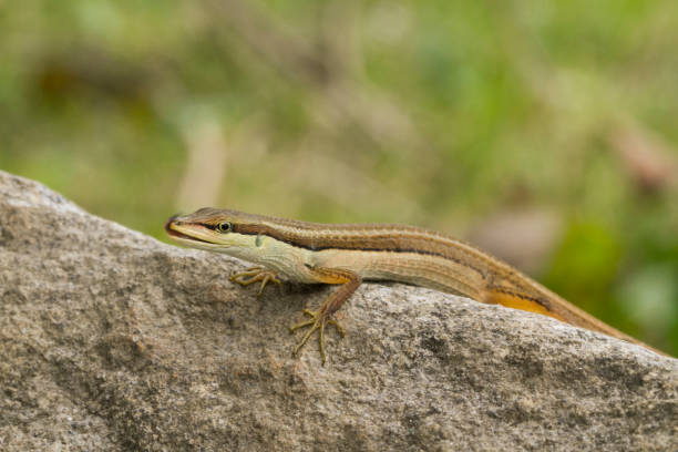 istock Asian grass lizard, six-striped long-tailed lizard, or long-tailed grass lizard (Takydromus sexlineatus) 1273909617