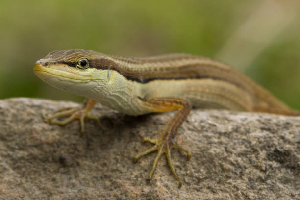 istock Asian grass lizard, six-striped long-tailed lizard, or long-tailed grass lizard (Takydromus sexlineatus) 1273909779