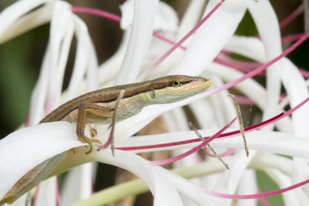 istock Asian grass lizard, six-striped long-tailed lizard, or long-tailed grass lizard (Takydromus sexlineatus) 1273909825
