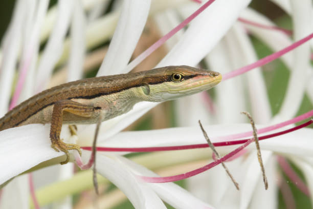 istock Asian grass lizard, six-striped long-tailed lizard, or long-tailed grass lizard (Takydromus sexlineatus) 1273909836