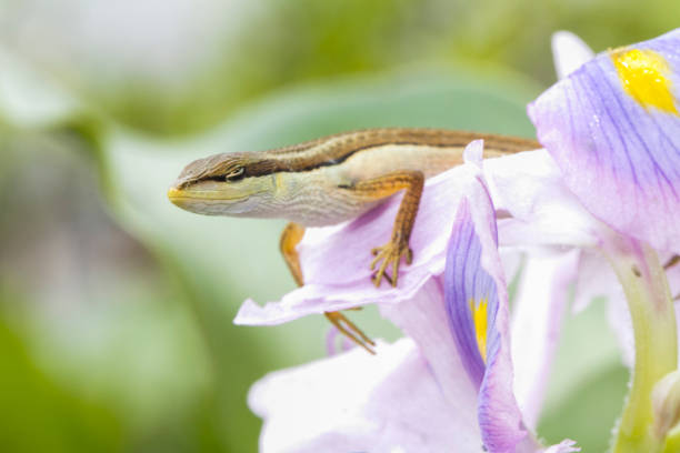 istock Asian grass lizard, six-striped long-tailed lizard, or long-tailed grass lizard (Takydromus sexlineatus) 1273909865
