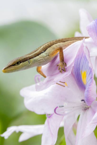 istock Asian grass lizard, six-striped long-tailed lizard, or long-tailed grass lizard (Takydromus sexlineatus) 1273909965