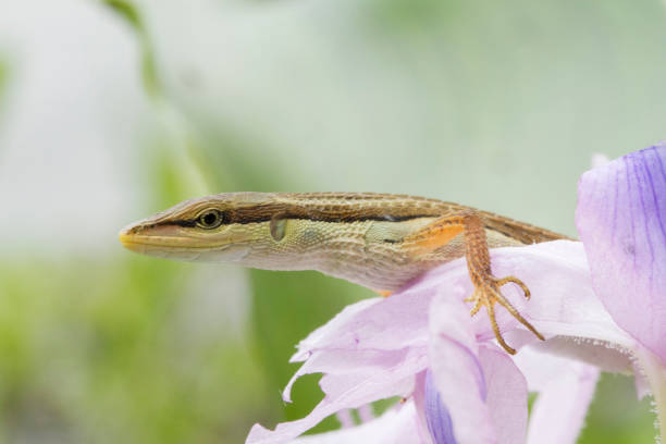 istock Asian grass lizard, six-striped long-tailed lizard, or long-tailed grass lizard (Takydromus sexlineatus) 1273909967