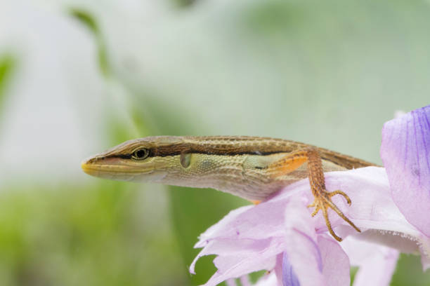 istock Asian grass lizard, six-striped long-tailed lizard, or long-tailed grass lizard (Takydromus sexlineatus) 1273910496