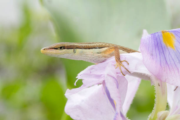 istock Asian grass lizard, six-striped long-tailed lizard, or long-tailed grass lizard (Takydromus sexlineatus) 1273910498