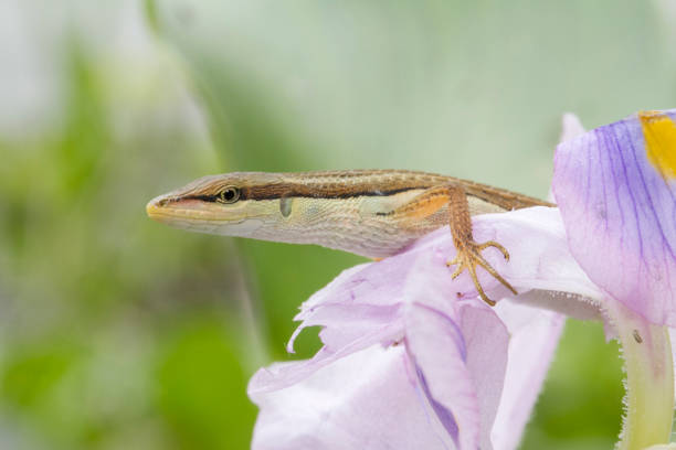istock Asian grass lizard, six-striped long-tailed lizard, or long-tailed grass lizard (Takydromus sexlineatus) 1273910501