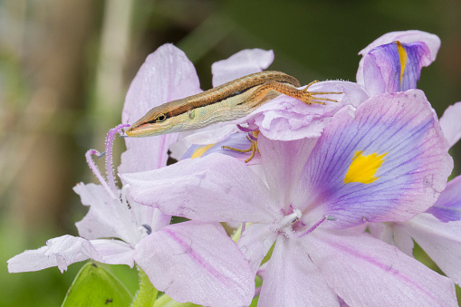 Asian grass lizard, six-striped long-tailed lizard, or long-tailed grass lizard (Takydromus sexlineatus)