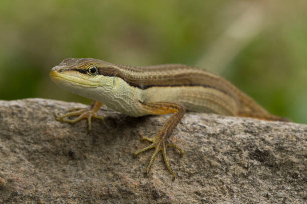 istock Asian grass lizard, six-striped long-tailed lizard, or long-tailed grass lizard (Takydromus sexlineatus) 1273911725