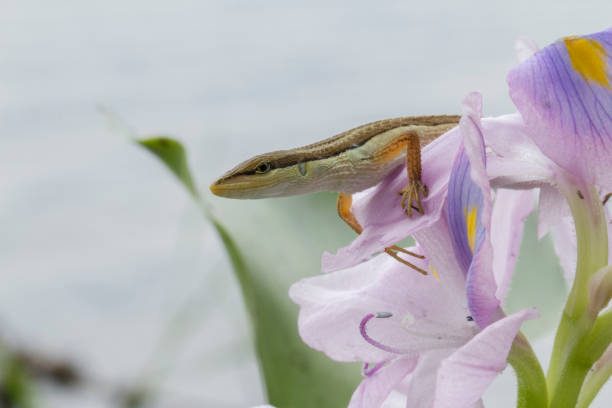 istock Asian grass lizard, six-striped long-tailed lizard, or long-tailed grass lizard (Takydromus sexlineatus) 1273911748