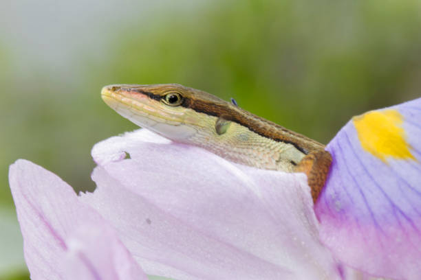 istock Asian grass lizard, six-striped long-tailed lizard, or long-tailed grass lizard (Takydromus sexlineatus) 1273911822