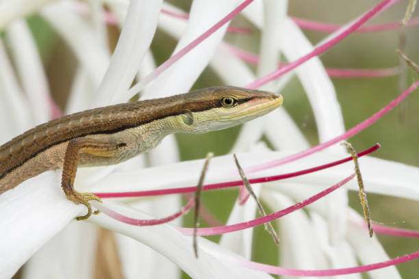 Asian grass lizard, six-striped long-tailed lizard, or long-tailed grass lizard (Takydromus sexlineatus) Asian grass lizard, six-striped long-tailed lizard, or long-tailed grass lizard (Takydromus sexlineatus) long tailed lizard stock pictures, royalty-free photos & images