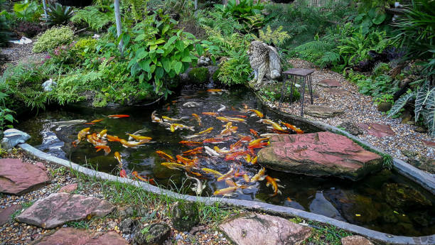 istock Pond, Koi Carp, Front or Back Yard, Ornamental Garden, Formal Garden 1273911981