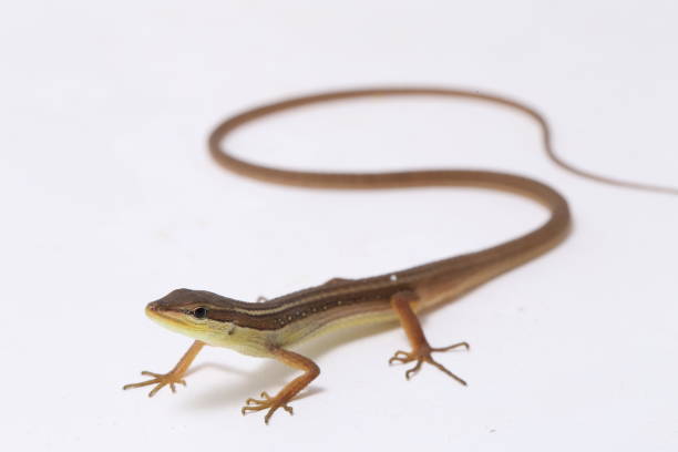 아시아 잔디 도마뱀, 여섯 줄무늬 긴 꼬리 도마뱀, 또는 긴 꼬리 잔디 도마뱀 (타키드로무스 섹스 라인 나투스) 흰색 배경에 고립 - water monitor 뉴스 사진 이미지