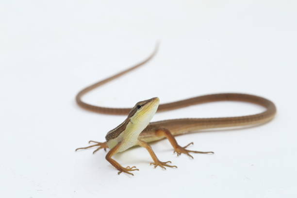 Asian grass lizard, six-striped long-tailed lizard, or long-tailed grass lizard (Takydromus sexlineatus) isolated on white background