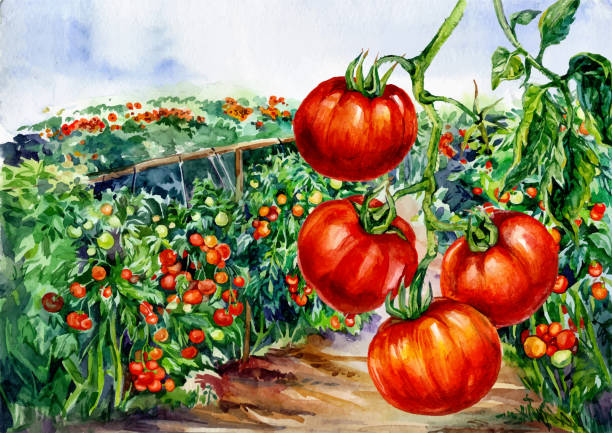 illustrazioni stock, clip art, cartoni animati e icone di tendenza di illustrazione ad acquerello dei campi di pomodori - campo di pomodori