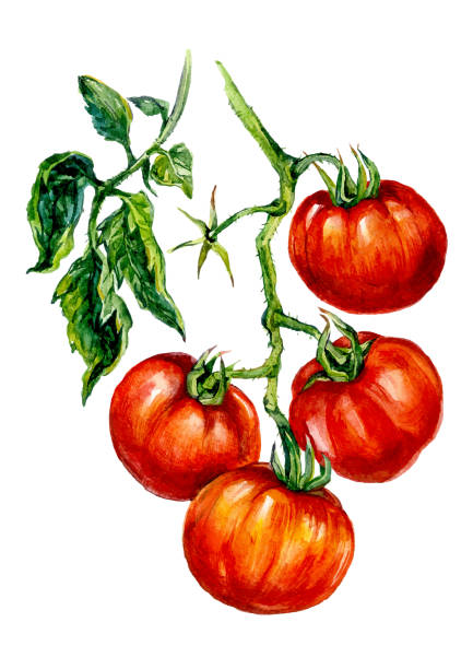 akwarela ilustracja dojrzałych pomidorów czerwonych - tomato isolated freshness white background stock illustrations