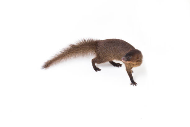 Close Up Of Javan Mongoose Or Small Asian Mongoose Isolated On White  Background Stock Photo - Download Image Now - Istock