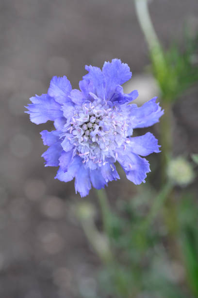 Detailed macro shot of a purple and white bloom