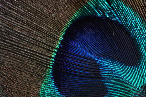 istock Macro close up of feather, indian peacock 1273915637