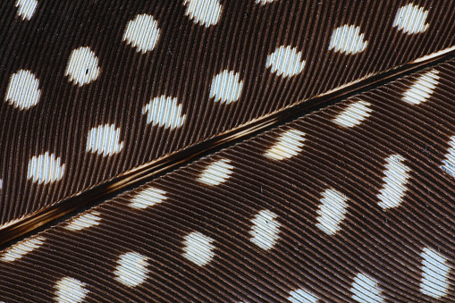 Macro photography of a brown feather with white dots.