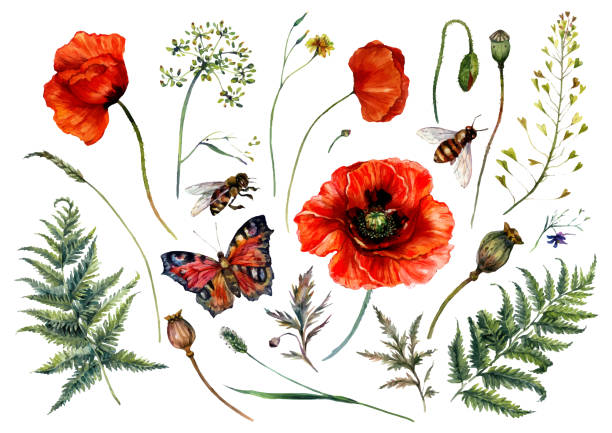 ilustrações, clipart, desenhos animados e ícones de coleção de aquarela de papoulas vermelhas e plantas de prado - poppy