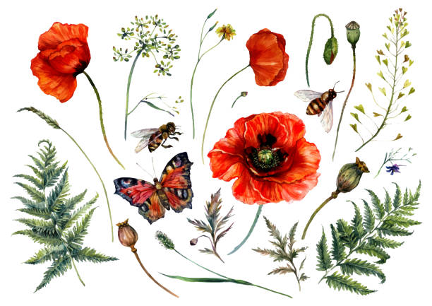 Watercolor Collection of Red Poppies and Meadow Plants Watercolor Collection of Red Poppy Flowers and Meadow Plants: Fern, Shepherd's purse, Poppy Box, Spikelet, Bee, Butterfly Isolated on White. Vintage Style Botanical Illustration of Field Wildflowers. poppies stock illustrations