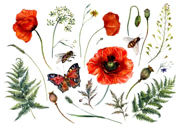 Vector illustration of Watercolor Collection of Red Poppies and Meadow Plants