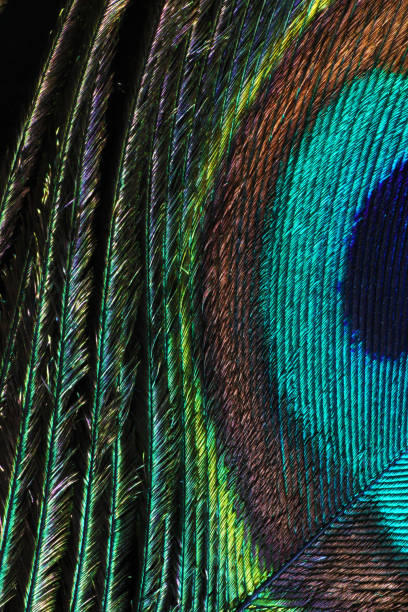 istock Macro close up of an iridescent feather, peacock 1273915644