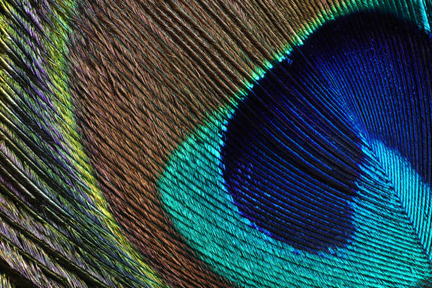 istock Macro close up of feather, peafowl 1273915656