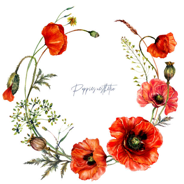 Watercolor Wreath made of Red Poppy Flowers in Vintage Style. Watercolor Wreath made of Red Poppy Flowers, Buds, Leaves, Meadow Plants. Botanical Illustration of Red Wildflowers Bouquet in Vintage Style. Beautiful Floral Decoration Isolated on White Background. oriental poppy stock illustrations