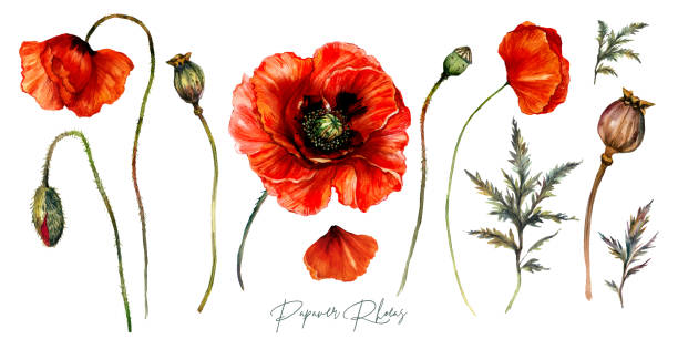 kolekcja czerwonych maków akwarela kwiaty - oriental poppy flower head lace poppy stock illustrations