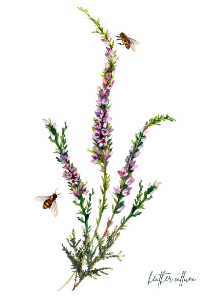Watercolor Botanical Illustration of Heather Flowers Bouquet Watercolor Illustration of Heather Flowers Bouquet Isolated on White Background. Vintage Botanical Drawing of Calluna Vulgaris. Floral Decoration with Little Purple Wildflowers. heather flower stock illustrations