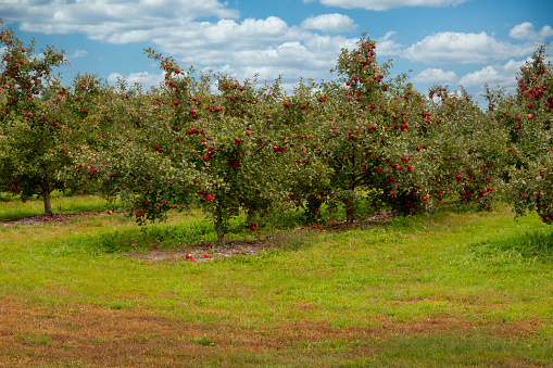 Apple tree farm fresh red apples ready to be picked. Fall harvest. Daytime rows of trees