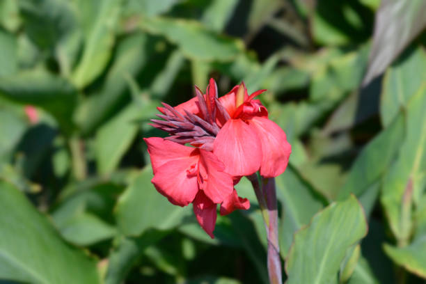 istock Canna lily Tropical Rose 1273916541