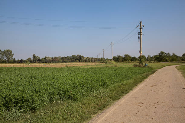 istock Road with trees and fields in the countryside on a clear summer day 1273916635