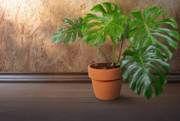 Photo of Monstera tree in pots on the wood floor in house, House plant