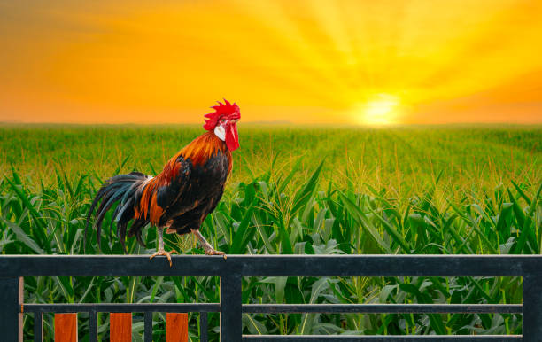 rooster on house fence with green corn field and sunrise one rooster on house fence with green corn field and sunrise in the morning bantam stock pictures, royalty-free photos & images
