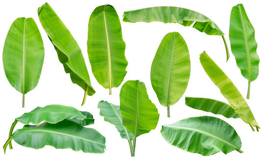 collection set of green banana leaf isolated on white background