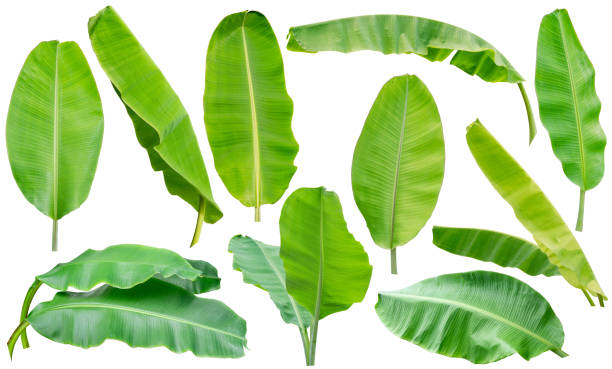 набор коллекции зеленого бананового листа, изолированного на белом фоне - large leaf стоковые фото и изображения